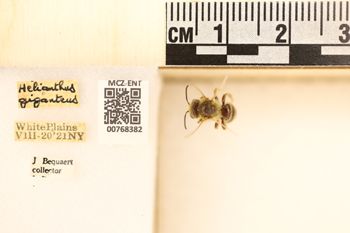 Media type: image;   Entomology 768382 Aspect: Labels